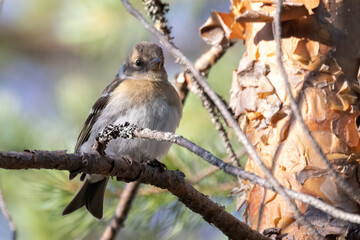 Brambling