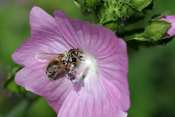 Nur noch selten zu sehen - Nahaufnahme einer kleinen Honigbiene auf der Naturheilpflanze wilde Malve
