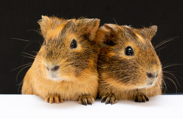 Two guinea pigs against a black background