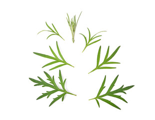 Artemisia vulgaris L, Sweet wormwood, Mugwort or artemisia annua branch green leaves on white background.