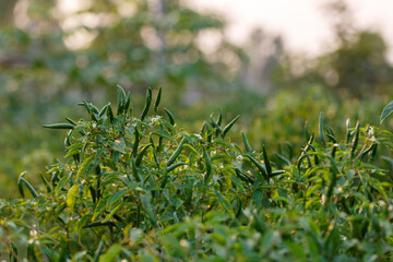 chili peppers on the tree in garden.