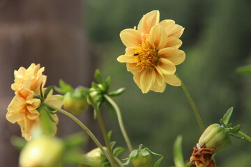 yellow flower