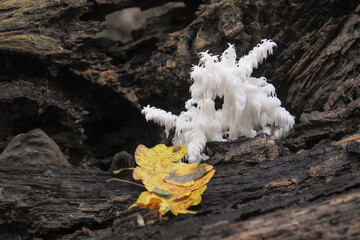 Fungo Hericium erinaceus a forma di corallo su tronco,primo piano © paolofusacchia