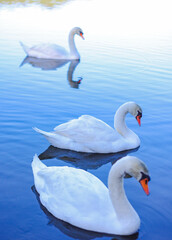 beautiful swans on the lake