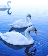 beautiful swans on the lake