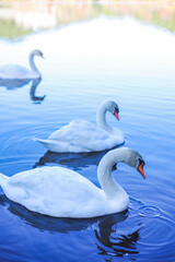 beautiful swans on the lake