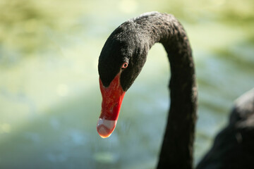 Fototapeta premium close-up of black swan's head with bright red mouth