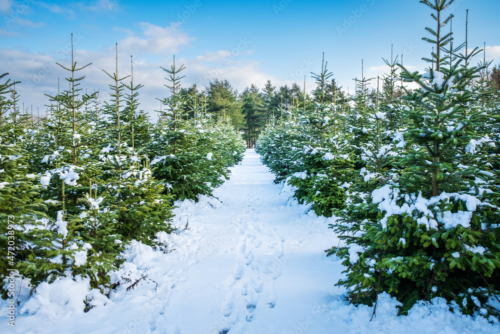 Wall mural Winter landscape background. A footpath with footprints leads through a tree nursery with small and large snow-covered fir trees. Christmas tree farm on a sunny winter day.