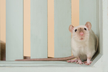 Young siamese rat in a mint green wooden box