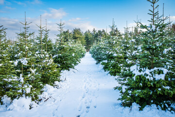 Winter landscape background. A footpath with footprints leads through a tree nursery with small and...