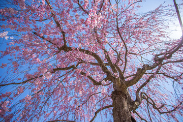 福島県　喜多方市　日中線しだれ桜並木