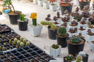 Various of small cantus tree planted in a pot