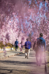 Obraz premium 福島県 喜多方市 日中線しだれ桜並木