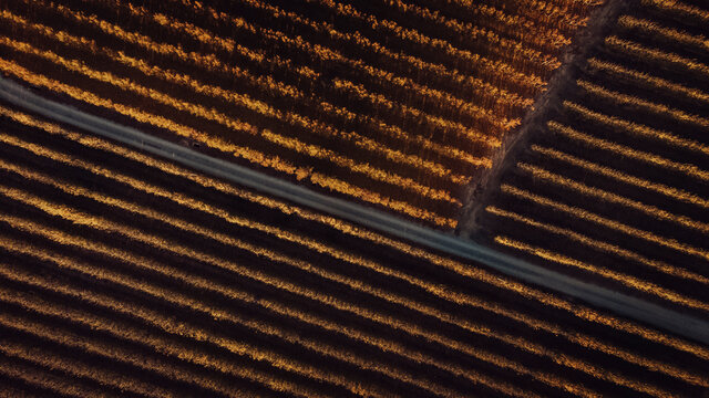 Sunlight on agricultural landscape at sunset