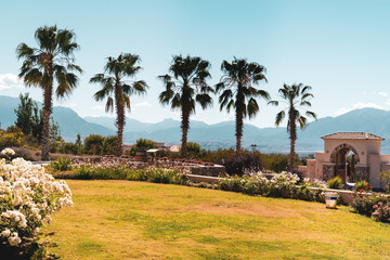 palm trees on a garden