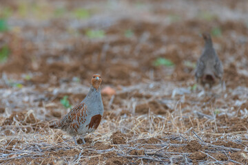 Partridge. Warm colors nature background. Grey Partridge. Perdix perdix