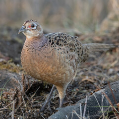 Female common pheasant Phasianus colchicus in the nature