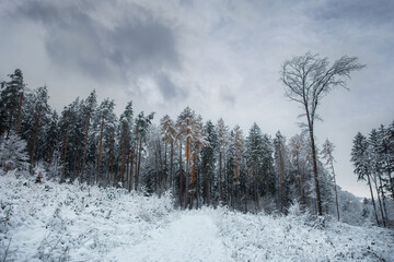 drzewa pokryte śniegiem w mroźny dzień. Piękna zimowa panorama 