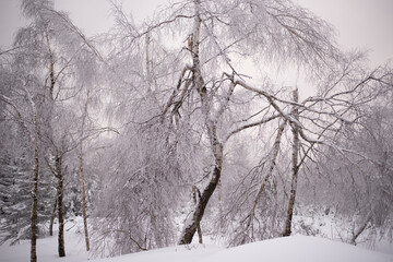 snow covered trees