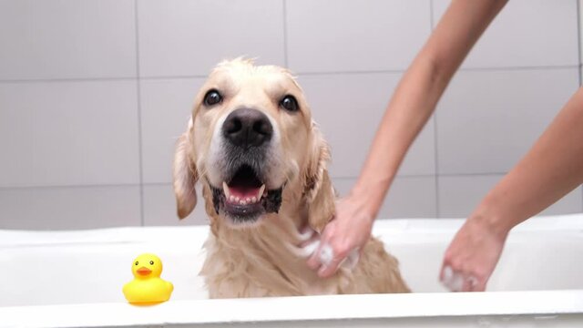 The girl's hands wash the dog in a bubble bath. The groomer washes his golden retriever with a shower