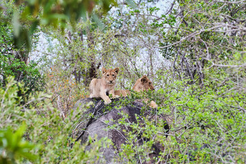 Naklejka na ściany i meble African Lion cubs lying on a tall rock in the bush