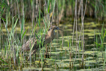 The Eurasian bittern or great bittern (Botaurus stellaris)