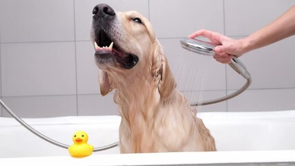 The girl's hands wash the dog in a bubble bath. The groomer washes his golden retriever with a shower