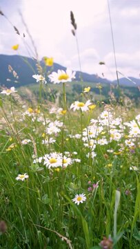Flowering meadow blooming in summer nature alpine mountains slow motion Vertical