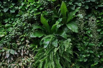 Vertical garden nature backdrop, living green wall of devil's ivy, sword fern, bird's nest fern, hanging Dischidia houseplant and various types  tropical rainforest foliage plants on dark background.