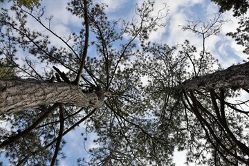 squirrel on a branch