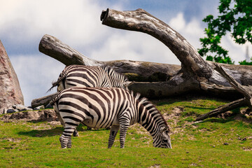 Zebra
