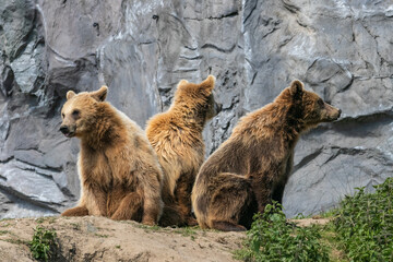 Europ&auml;ischer Braunb&auml;r