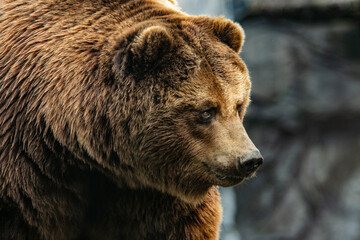 Kamtschatkab&auml;r Nahaufnahme