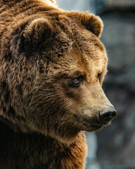 Kamtschatkab&auml;r Nahaufnahme