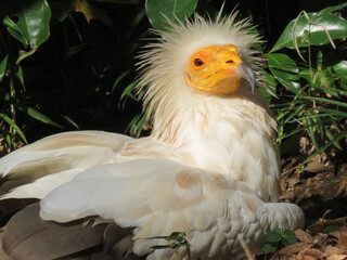 yellow billed hornbill