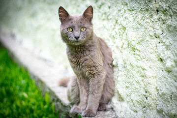 Gato cinza macho sentado no muro