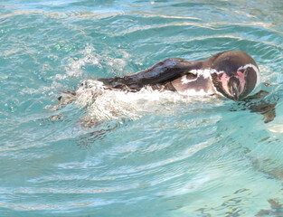 swimming in the pool