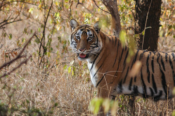 Tigre de Bengala en el parque nacional de Ranthambore en la región de Rajastán en el norte de la India