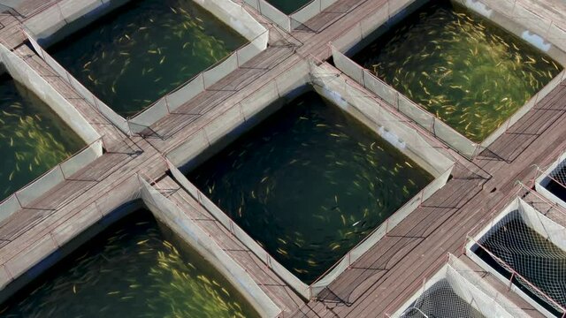Trout Island. Fish are grown in stores. Small business trout farm in the City of Irkutsk. Shooting from a drone. view from above. Angara river.