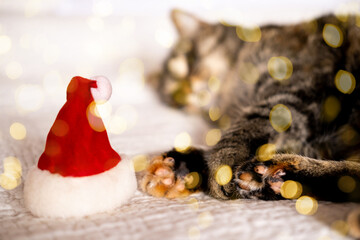 Funny cat paws in Santa hat lies over holiday lights. Pet's Christmas concept. Cat on blurry christmas bokeh background. 