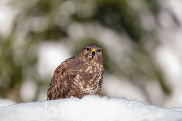 Common Buzzard (Buteo buteo) searching for food in a snowy forest in Noord Brabant in the Netherlands