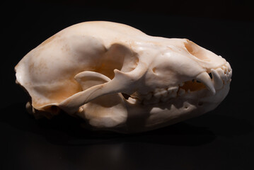 bear skull on a black background