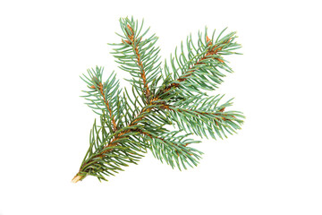 Spruce branch isolated on a white background close-up.
