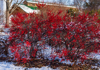 Red winterberries bush in a farm field with berries clumped on branches great look for the holiday season robins love the berries native to America