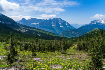 Wildflowers at Haystack Pass while hiking the Highline Tail in Glacier National Park in Montana on...
