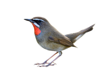 brown bird with bright red neck having tail wagging and details from brills to feet and toes, male of siberian rubythroat