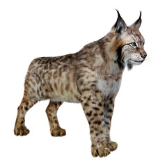 3D Rendering Lynx on White