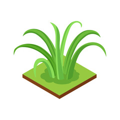 Isometric Jungle Plant Composition