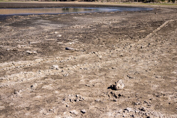 Dead fish bodies near a dried out lake bed. Not enough water to support life.