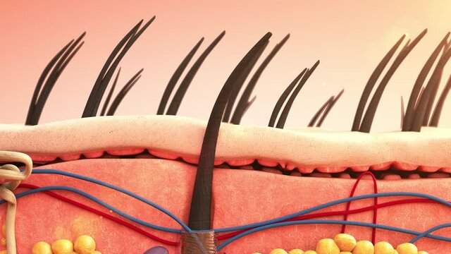 3D animation and rendering beauty and cosmetic conceptual.Vitamin serum move to root hair inside skin for health and treatment skin and hair stronger.